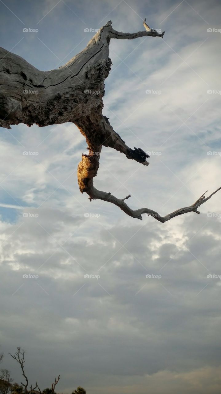 driftwood reaching the sky