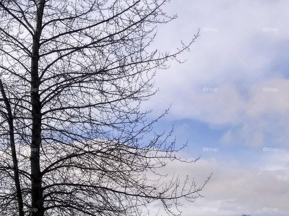 winter tree in fair weather