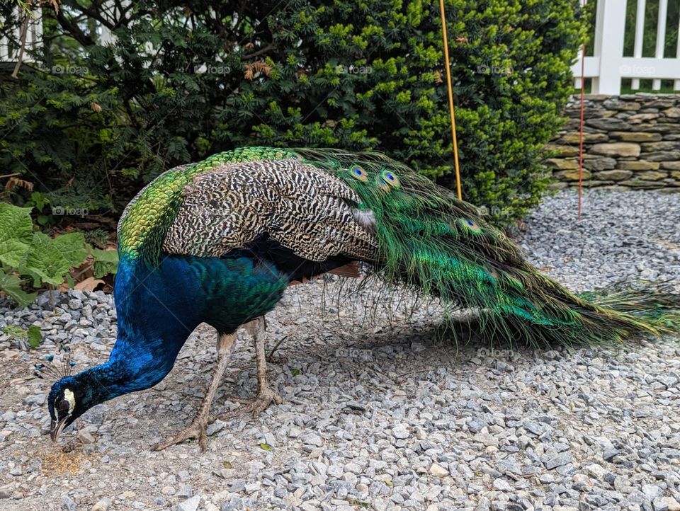 Peacock 🦚