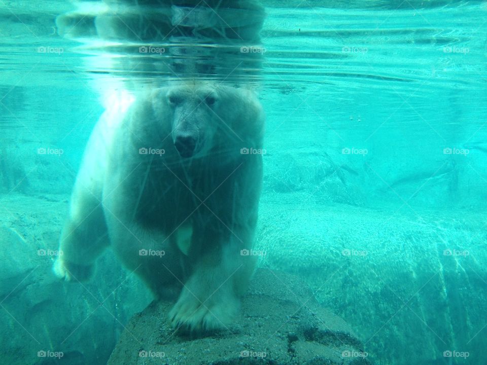 Polar plunge. My first trip to the Toledo Zoo, this beautiful Polar Bear decided to be photogenic.