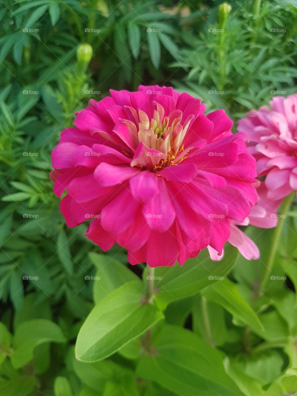ENJOY-ZINNIA