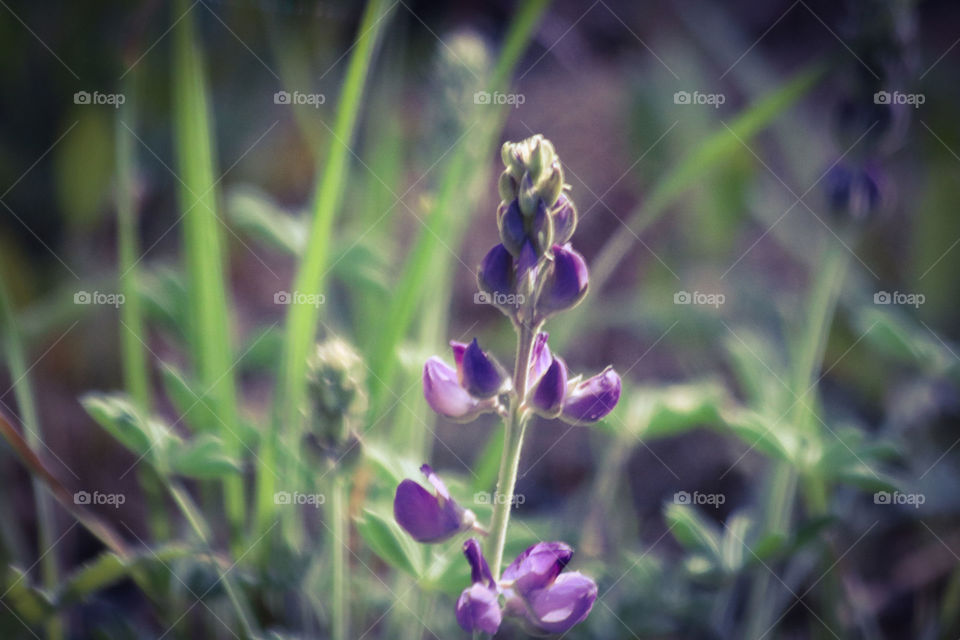 Forest wildflowers