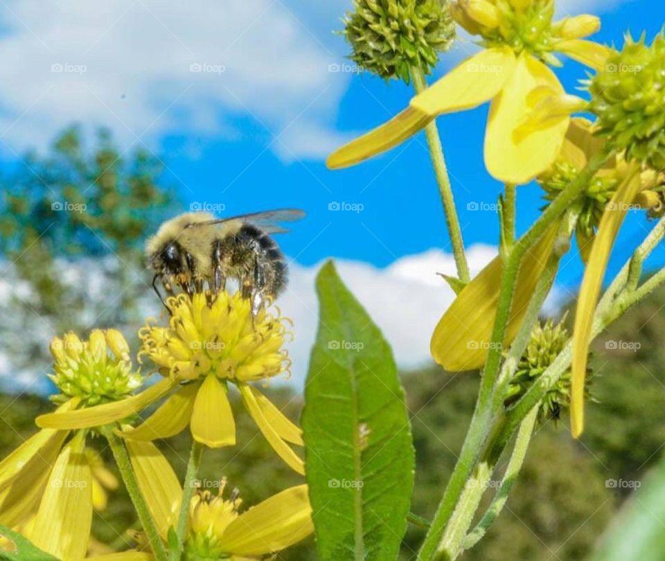 Bubble bee collecting pollen 
