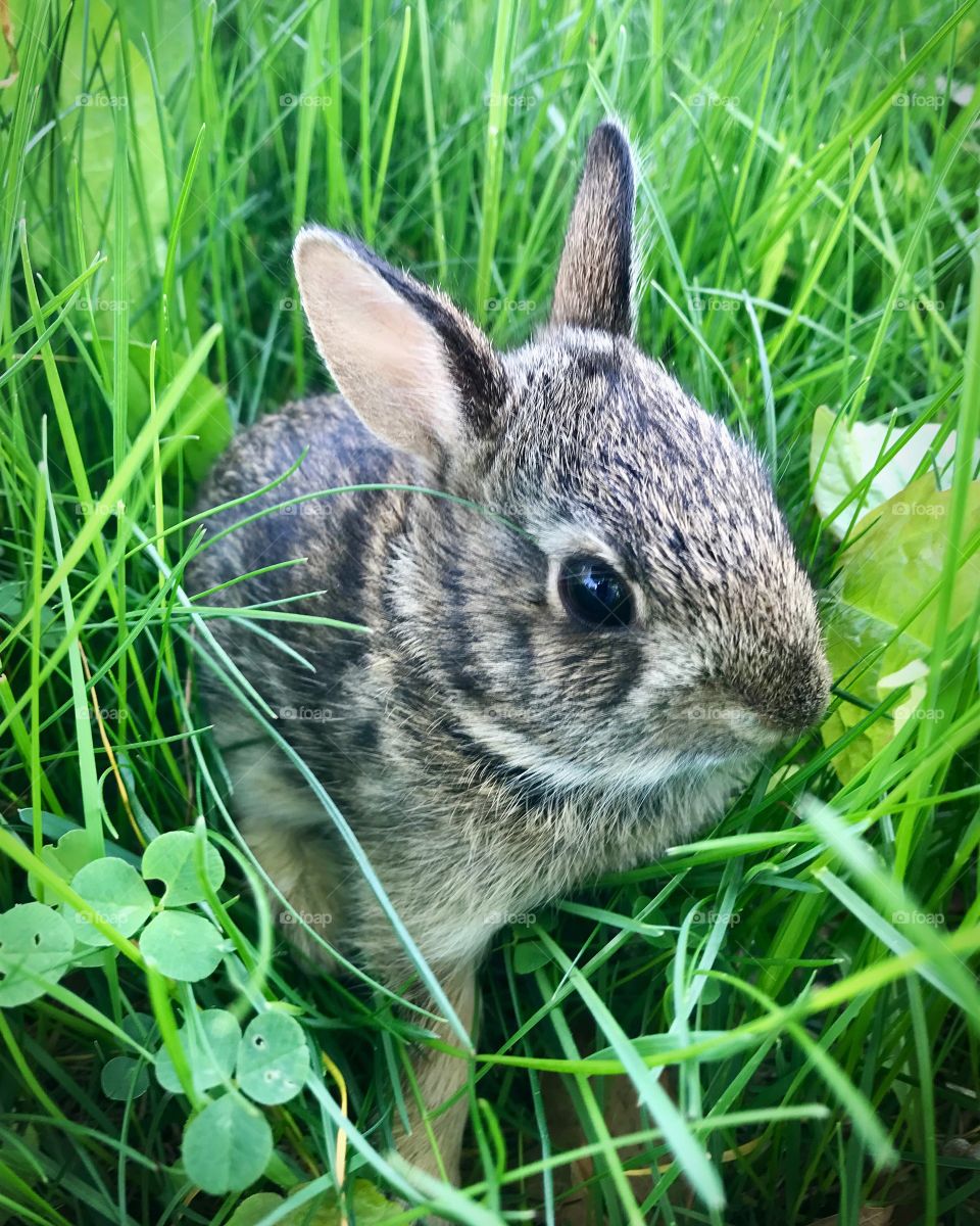 New England Wild Baby Bunny