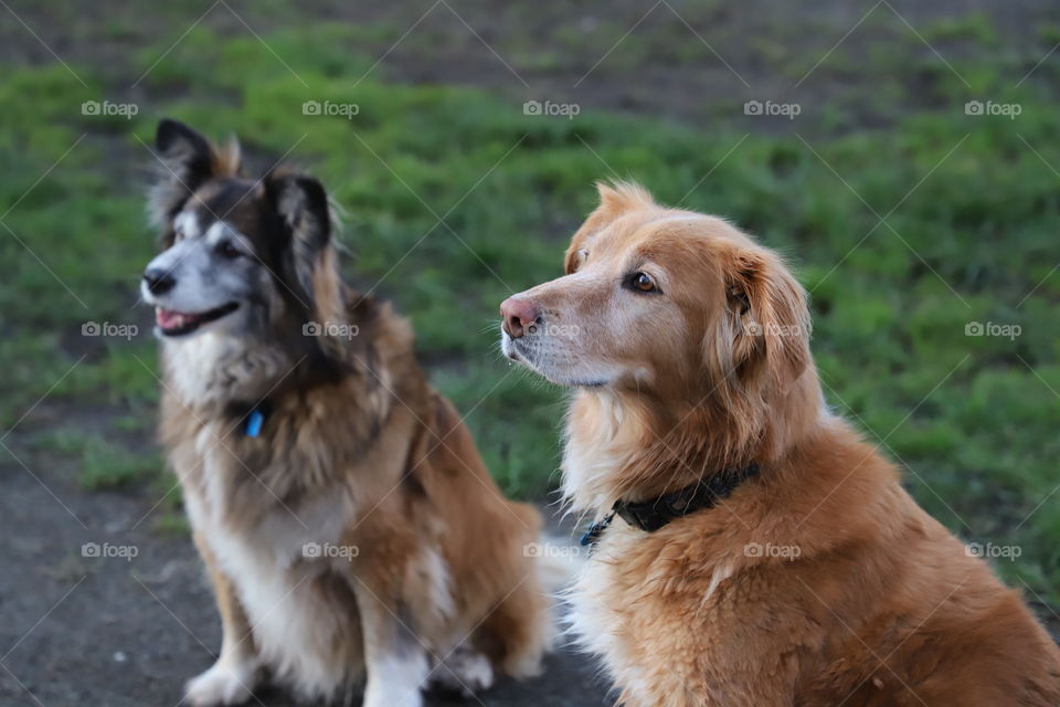 Dogs profiles 