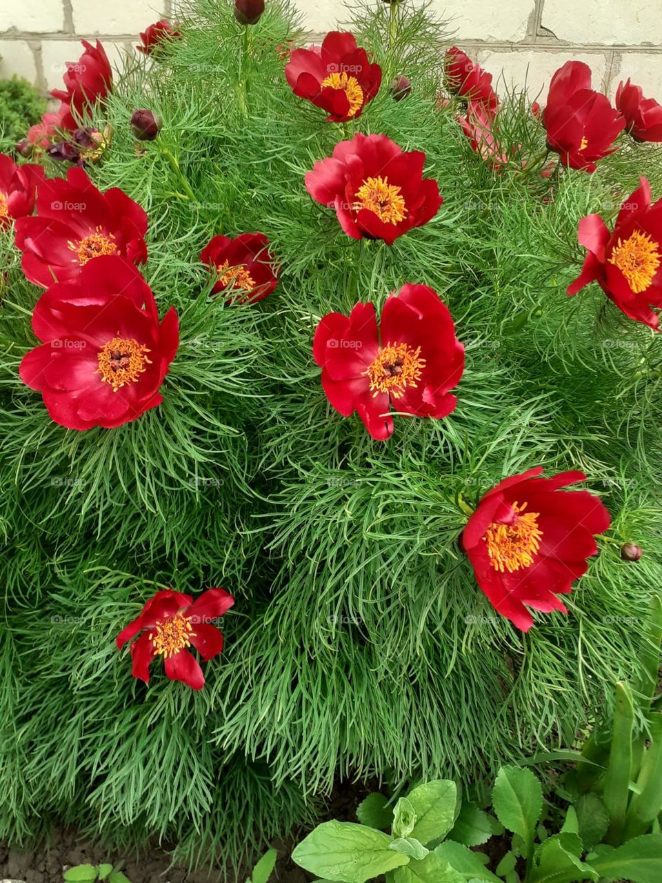 Simple but my favourite flowers