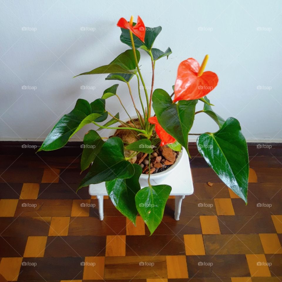 red anthurium