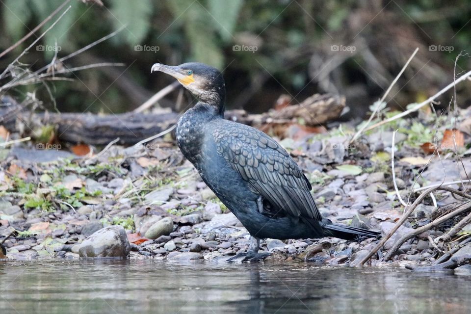 cormorant