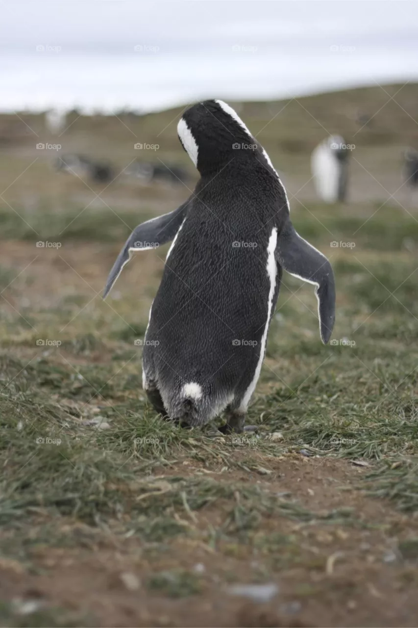 Happy feet