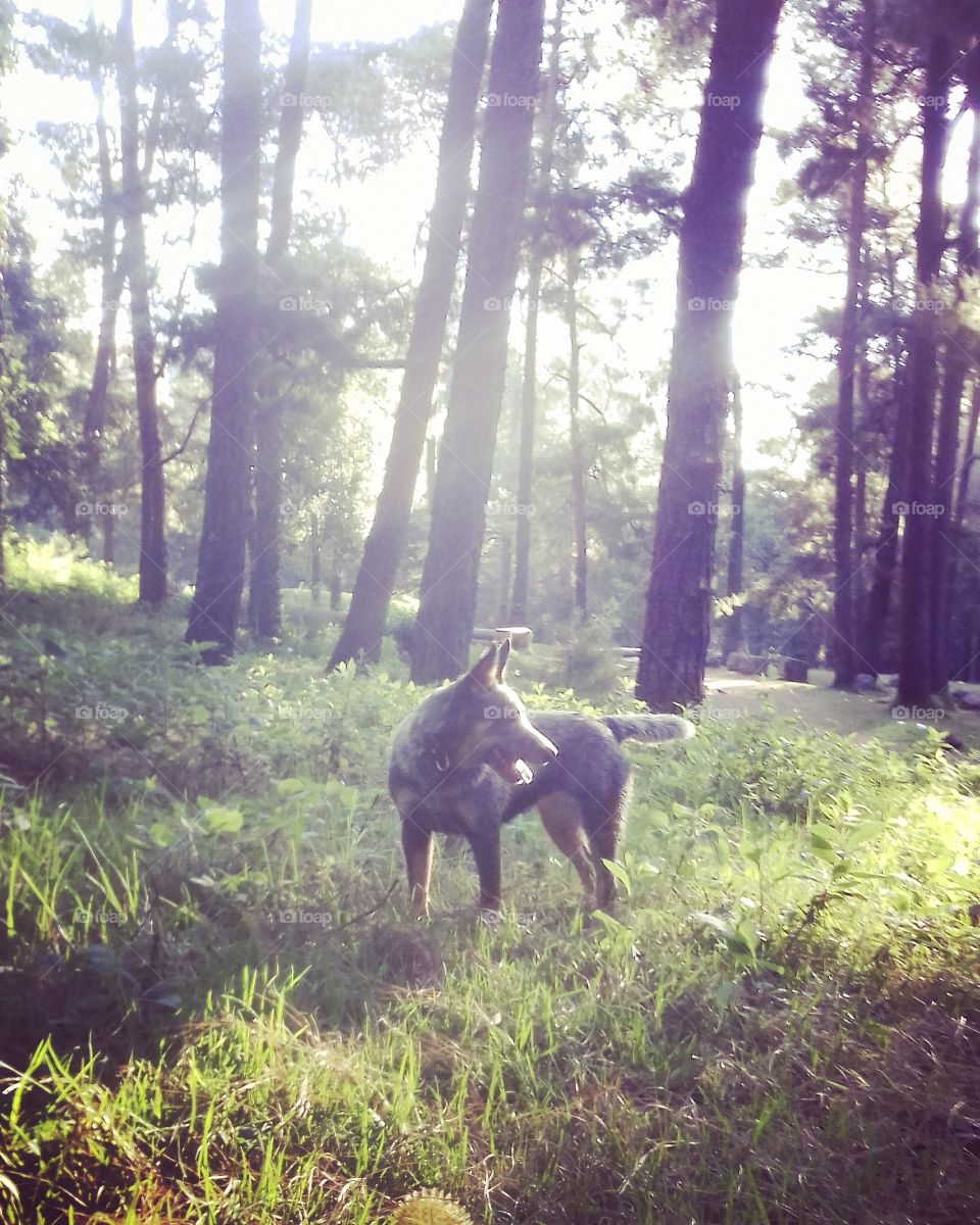 cattledog in forest