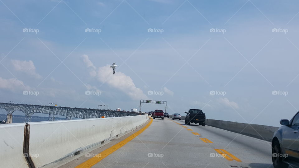 A seagull flys by as we cross a bridge across gulf waters.