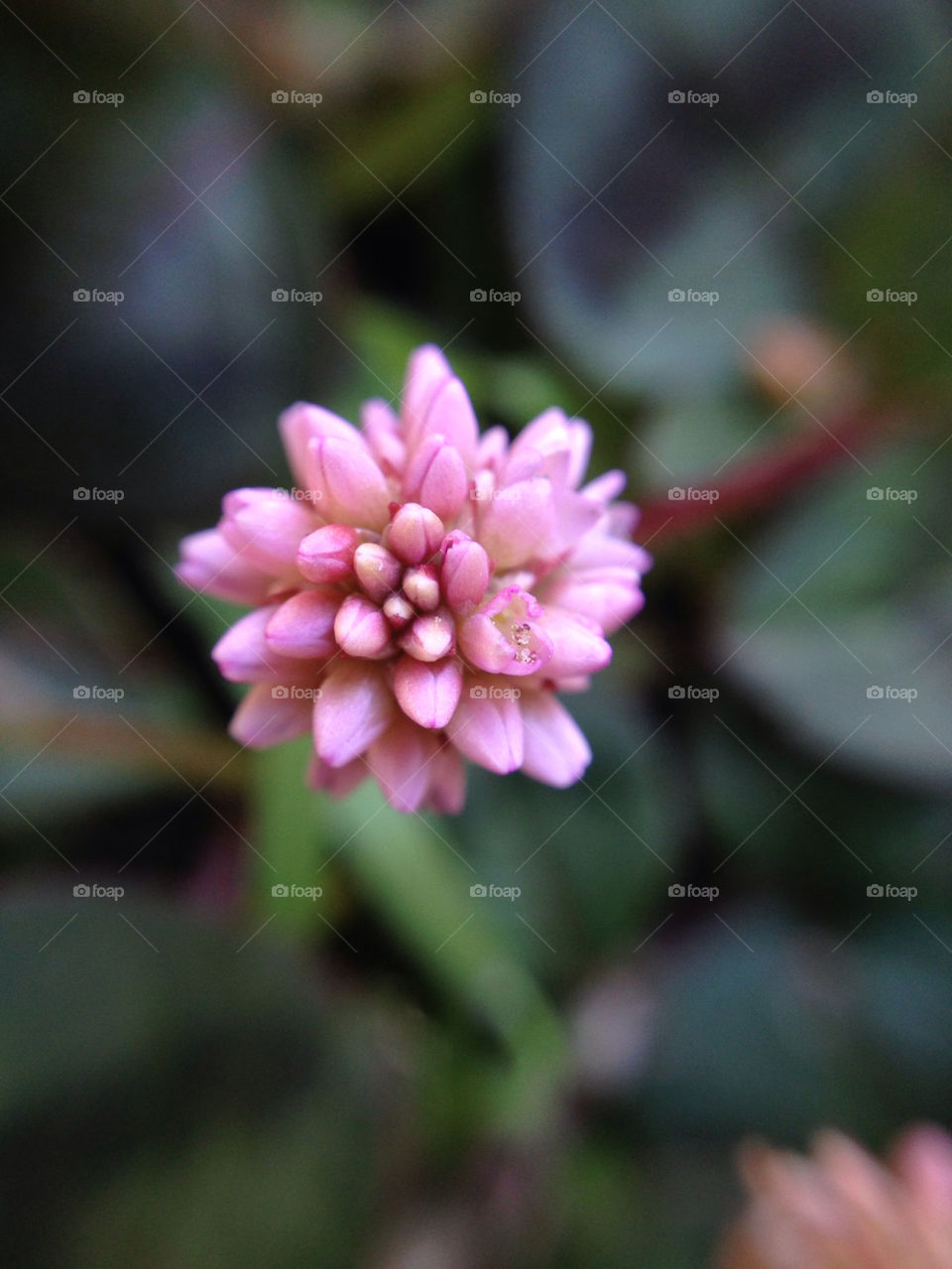 Close up of small flower.