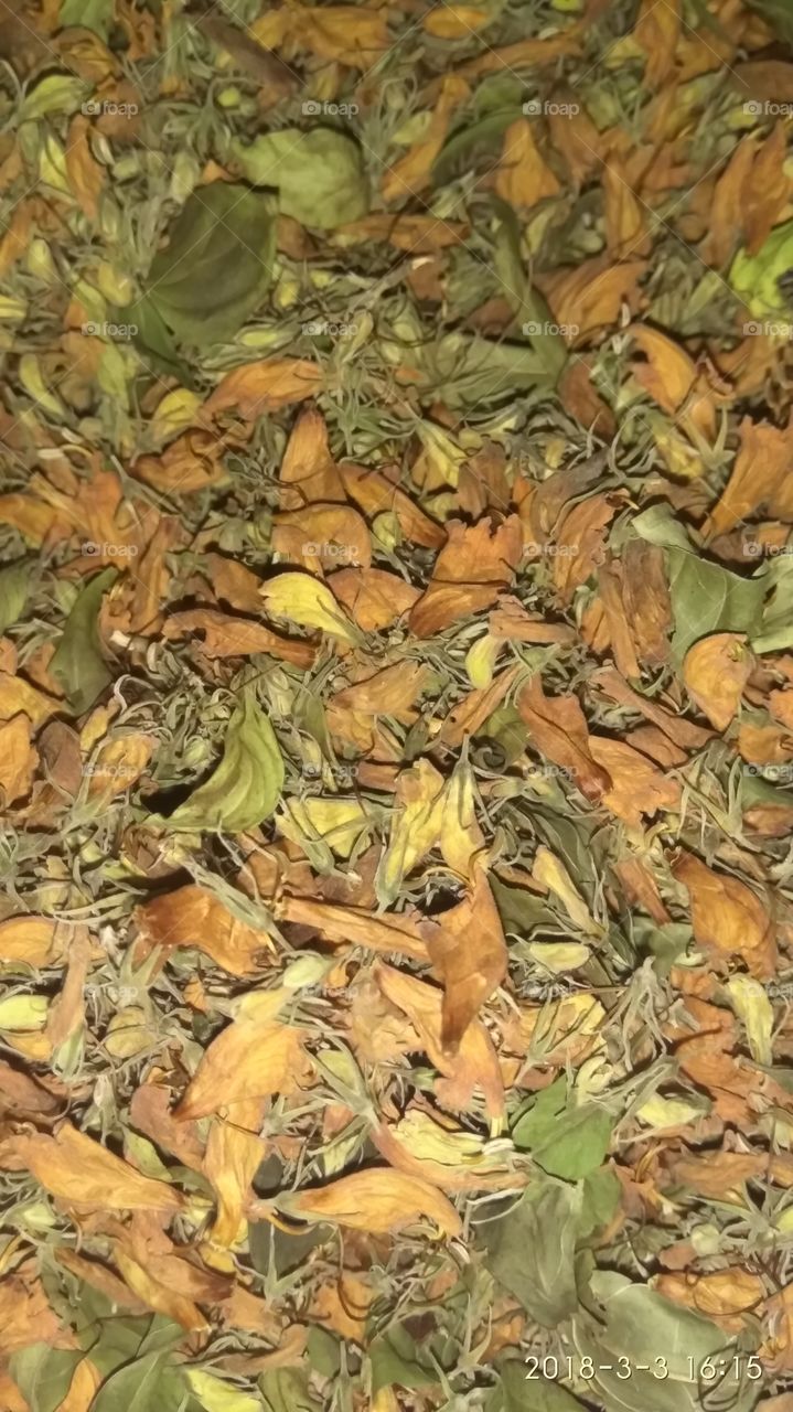 Dried Nongmangkha (Phlogacanthus thyrsiformis) local medicinal