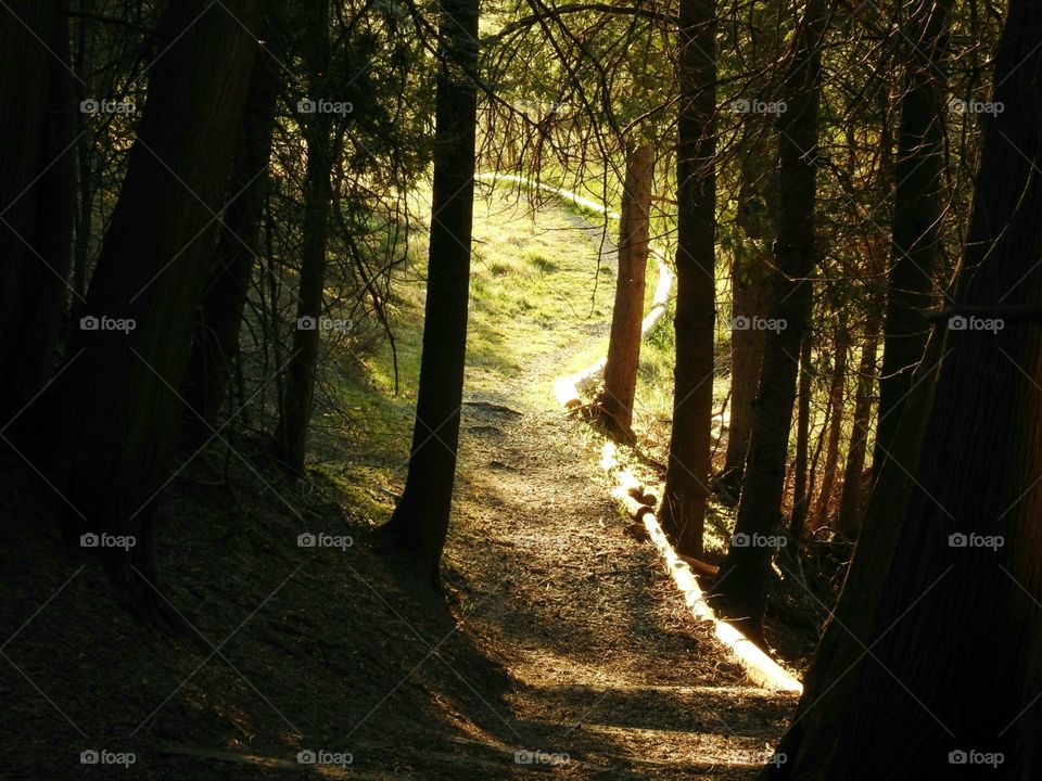 A trail in the forest