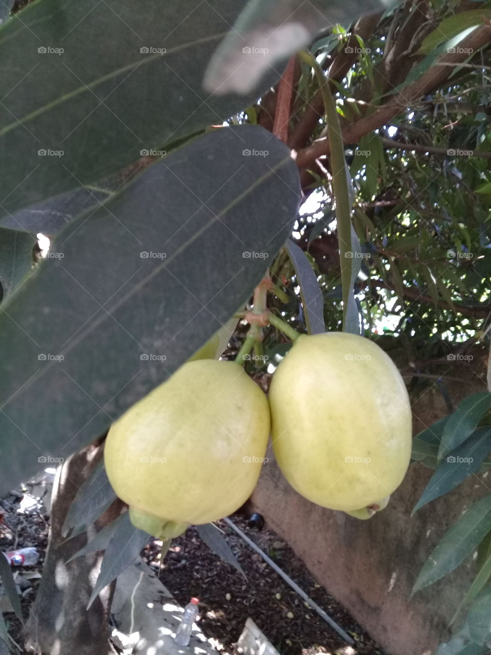 Jambo! Essa deliciosa fruta costuma sempre ser bem doce. Só não vale arriscar comer sem amadurecer o suficiente, pois dá uma dor de barriga...