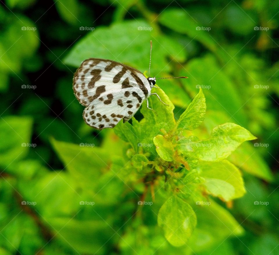 beautiful butterfly's