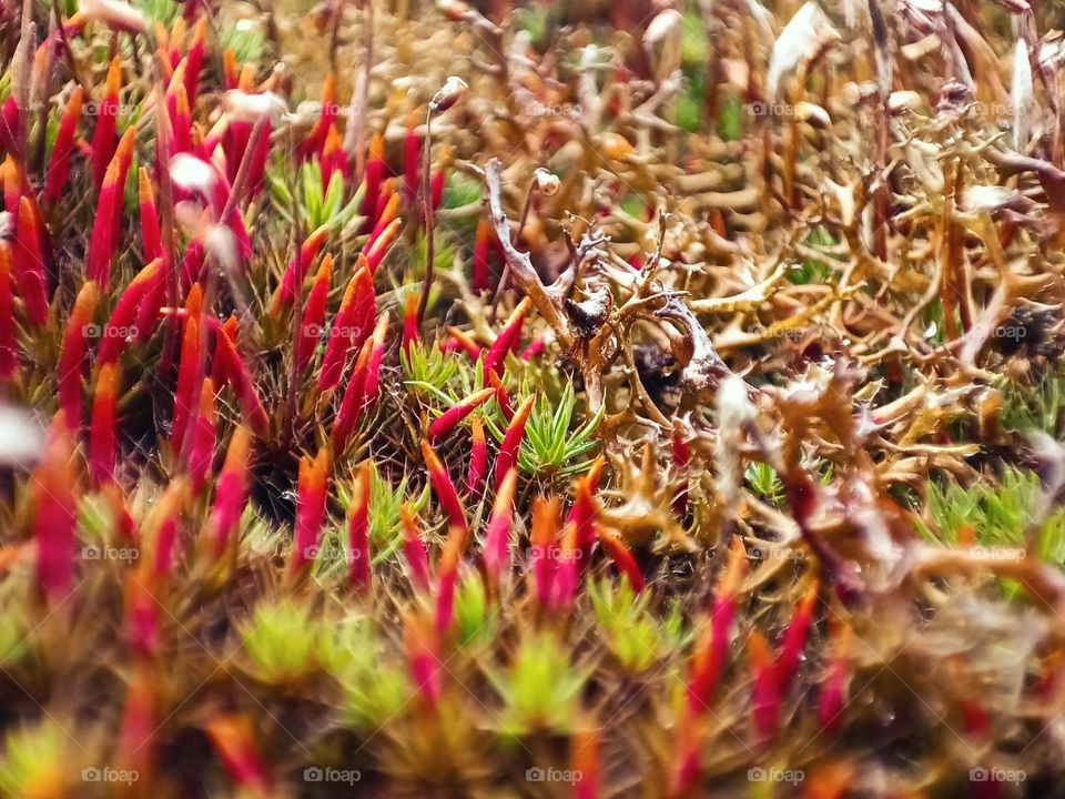 Macro photography of polytrichum and centraria aculeata