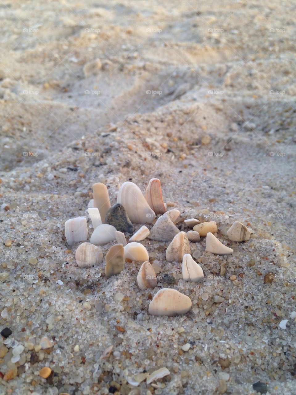 Seashells 