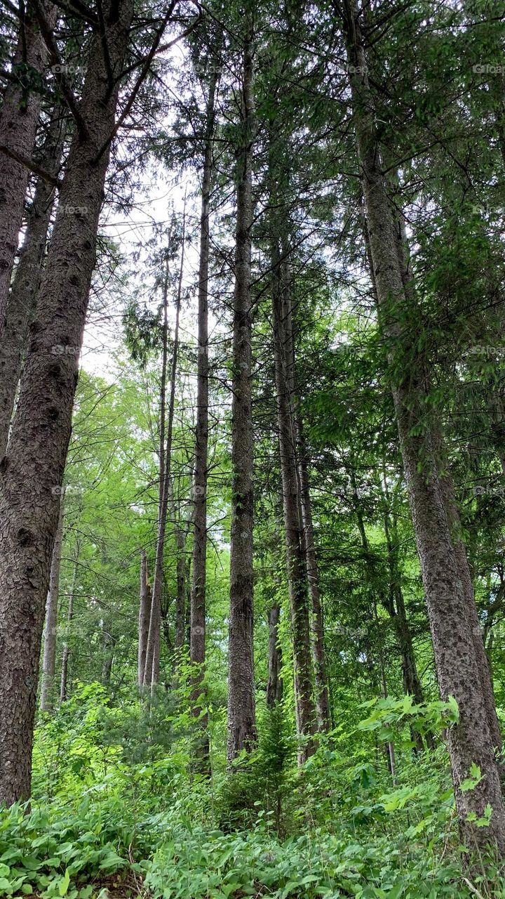 Tall trees in a forest Upstate New York.