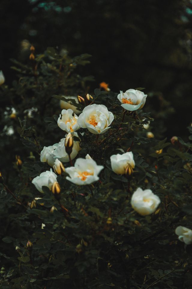 plants