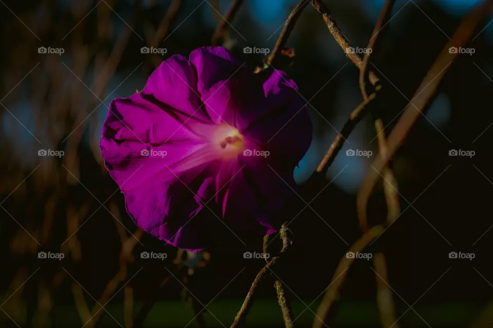 Flor roxa