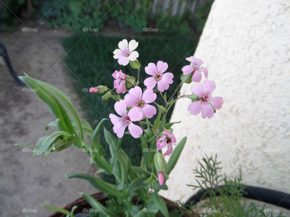 beautiful delicate pink flowers blooming