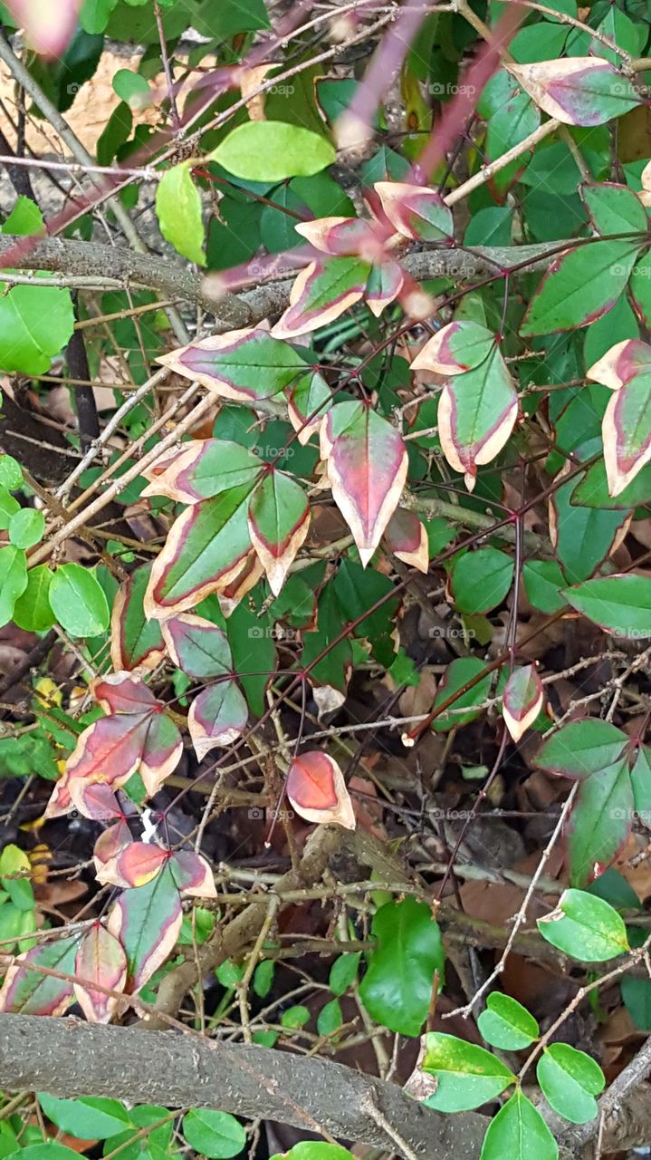 Leaves changing colors.