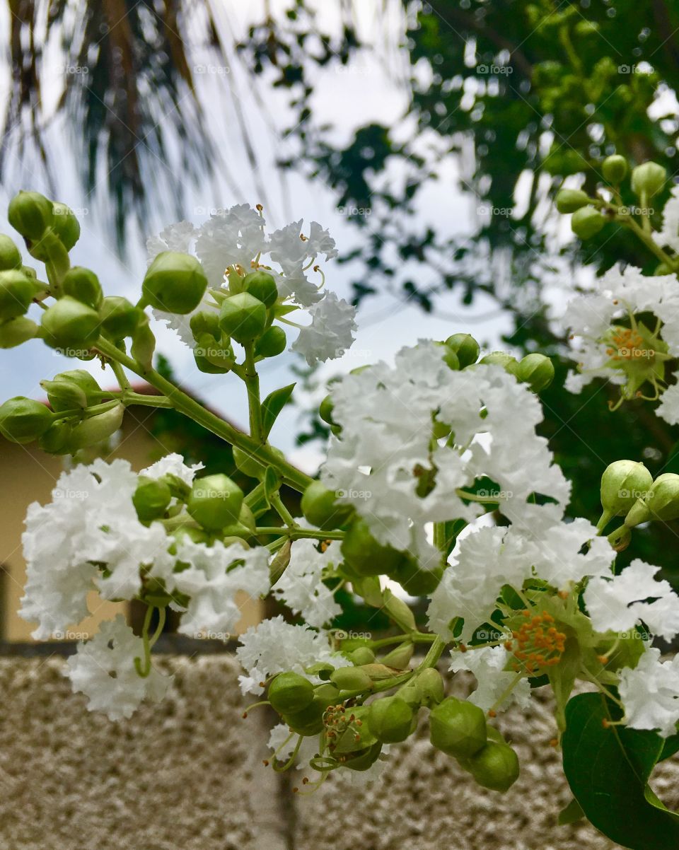 🌼#Flores do nosso #jardim, para alegrar e embelezar nosso dia!
#Jardinagem é nosso #hobby. 
🌹
#flor #flowers #flower #pétalas #garden #natureza #nature #flora 