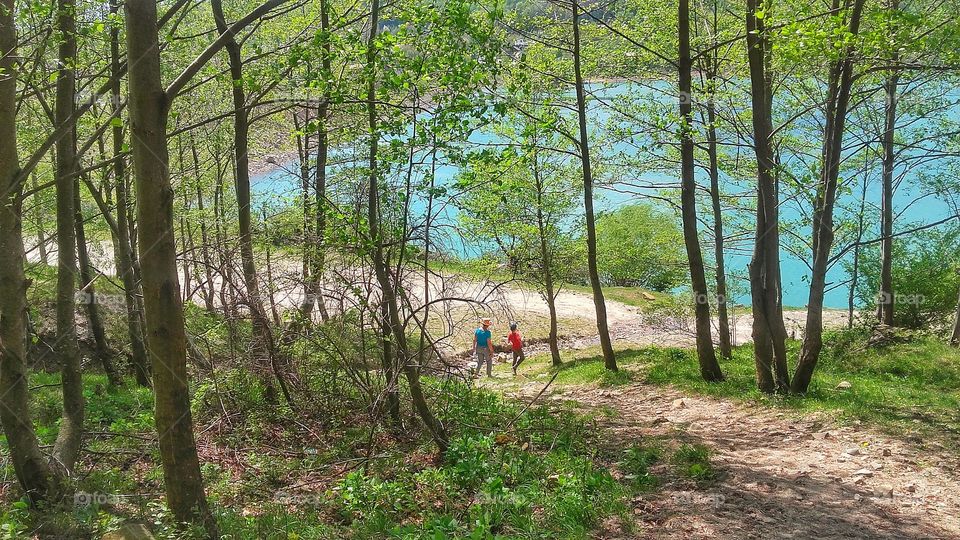 Forest in the spring