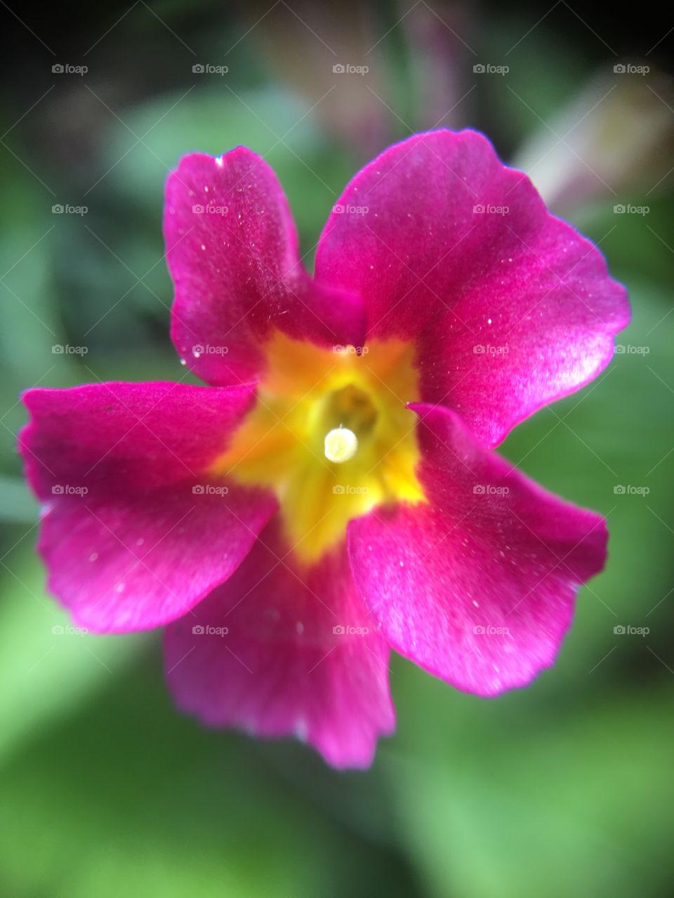 Primrose closeup