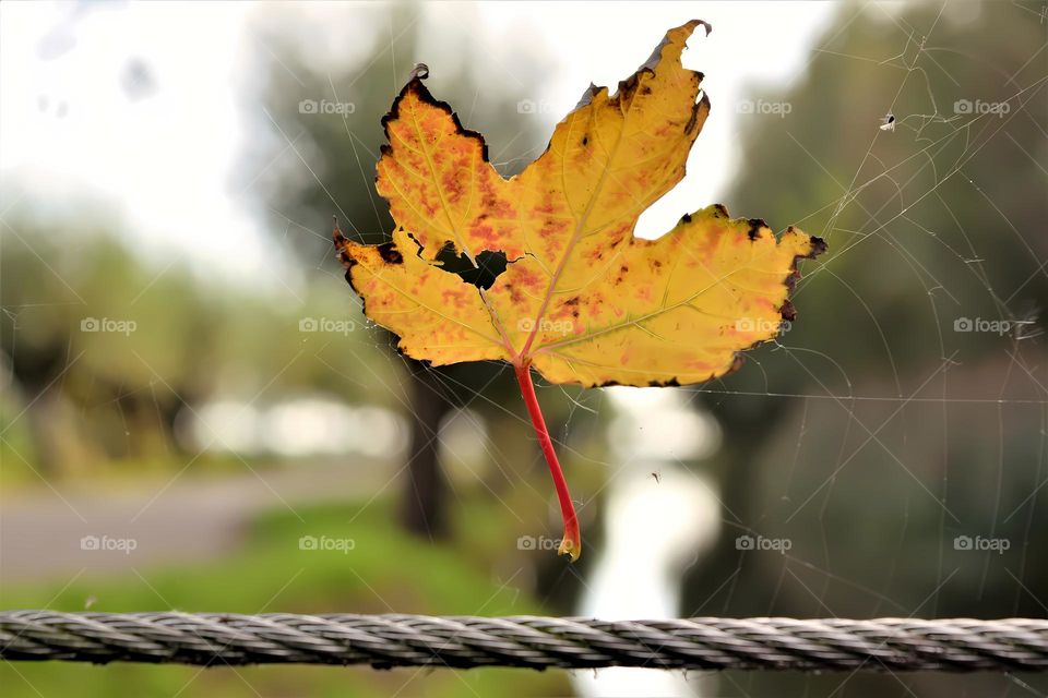 yellow and orange autumn leaf stuck in a spiderweb with green landscape at the background