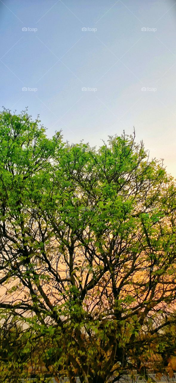 New Golden leaves signs the Spring Season... Actual start of New Year to all creatures in the world