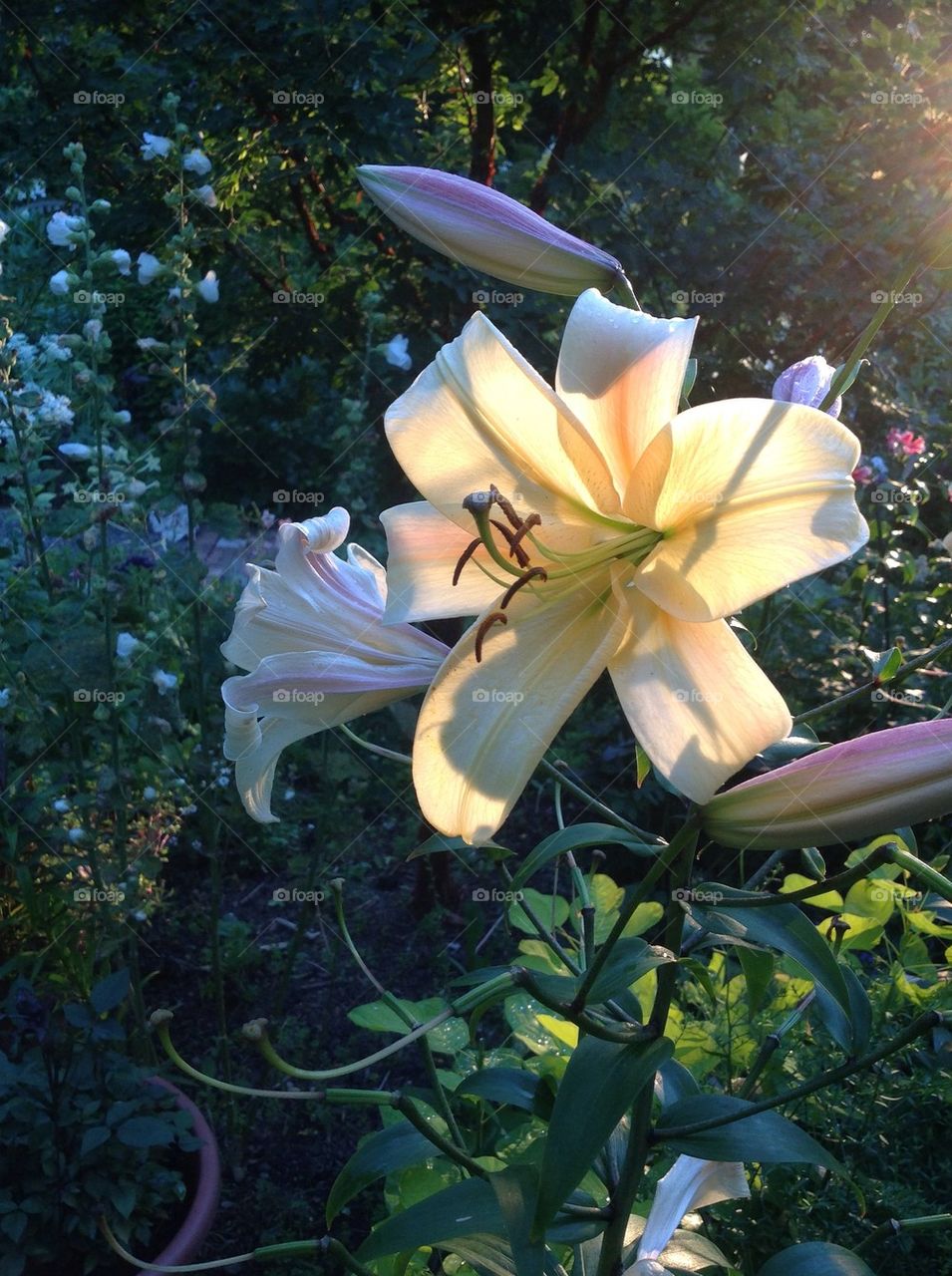 Sun lit Lily