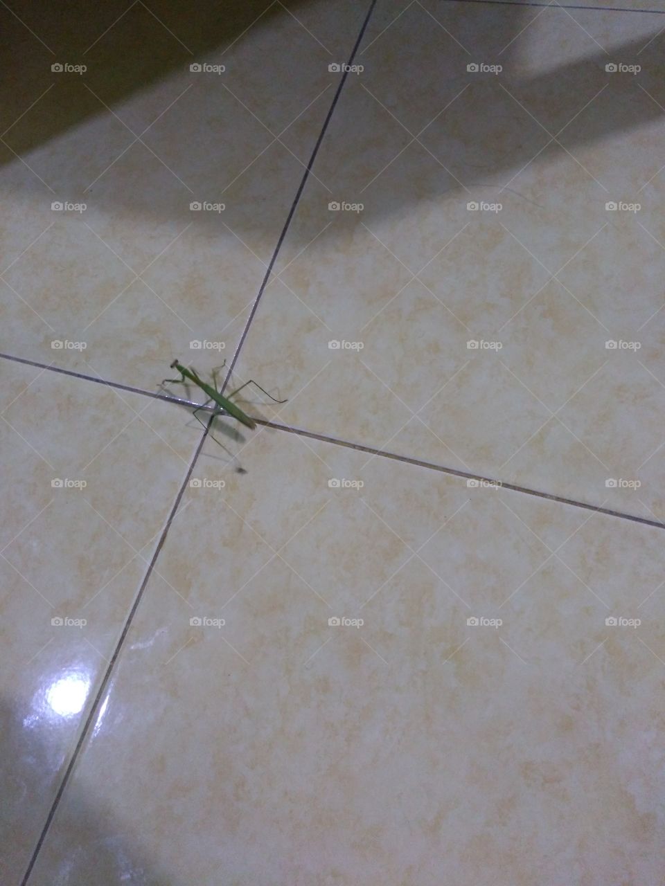 this is a grasshopper animal.