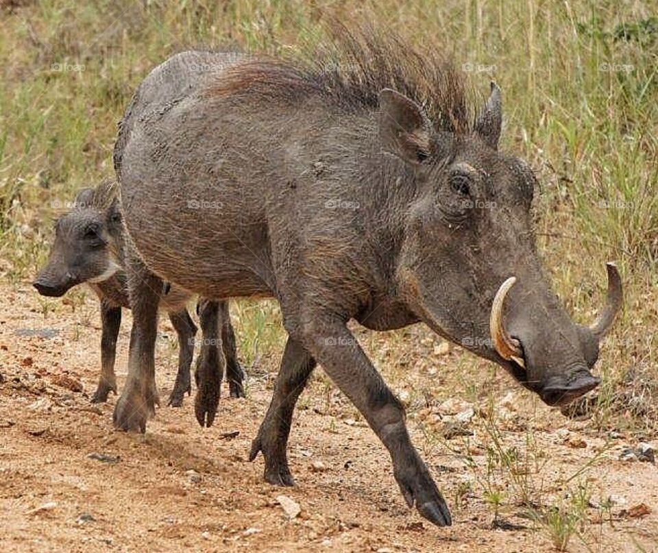 Warthog with baby