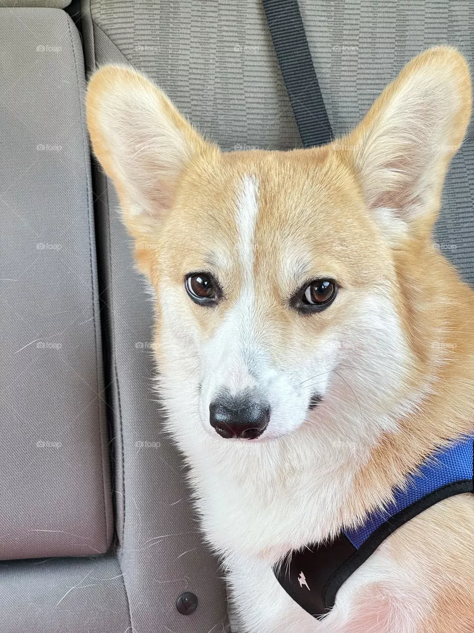 Corgi