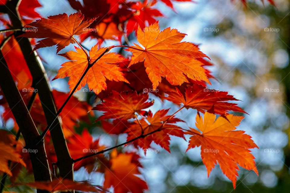 Beautiful red maple leaves