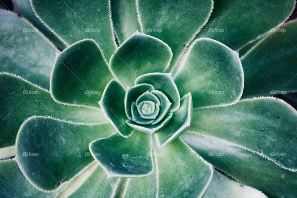 Closeup of a Succulent 