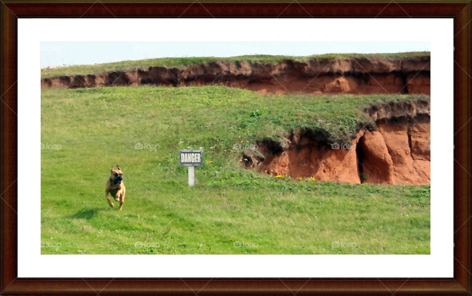 My dog Rosie ~ Ma chienne Rosie-4