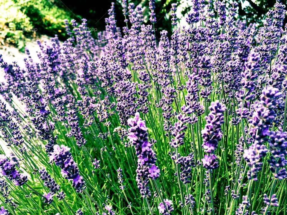 Lavender