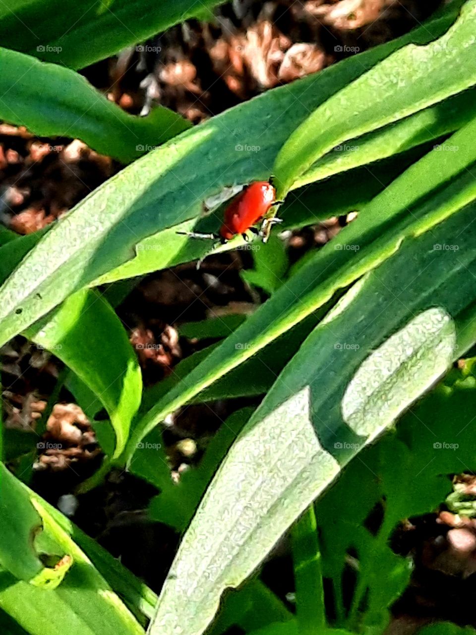 red bug (Lilioceris lilii) on green leaves of a lilly