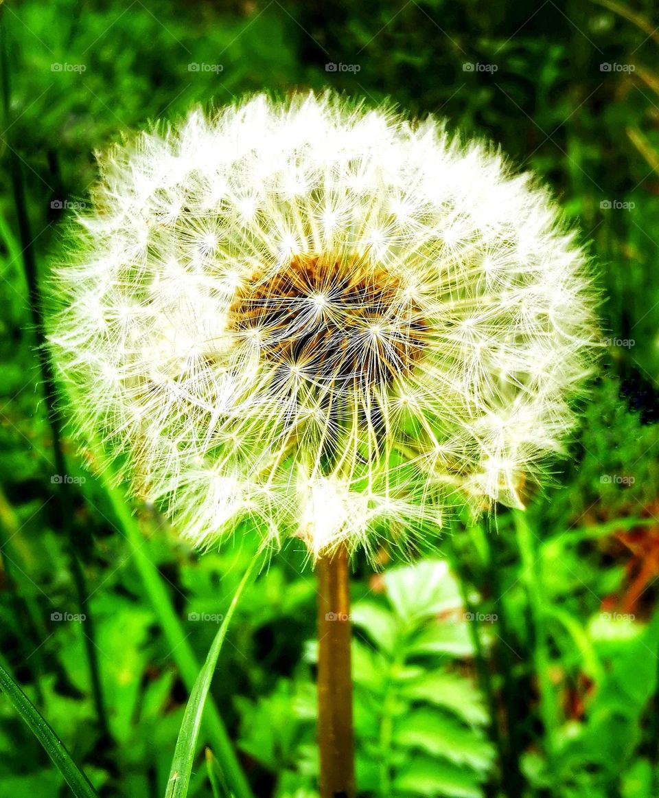 Dandelion puff