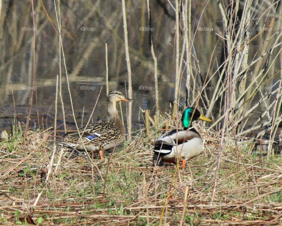 Mr and Mrs Mallard out for a stroll in the sunshine