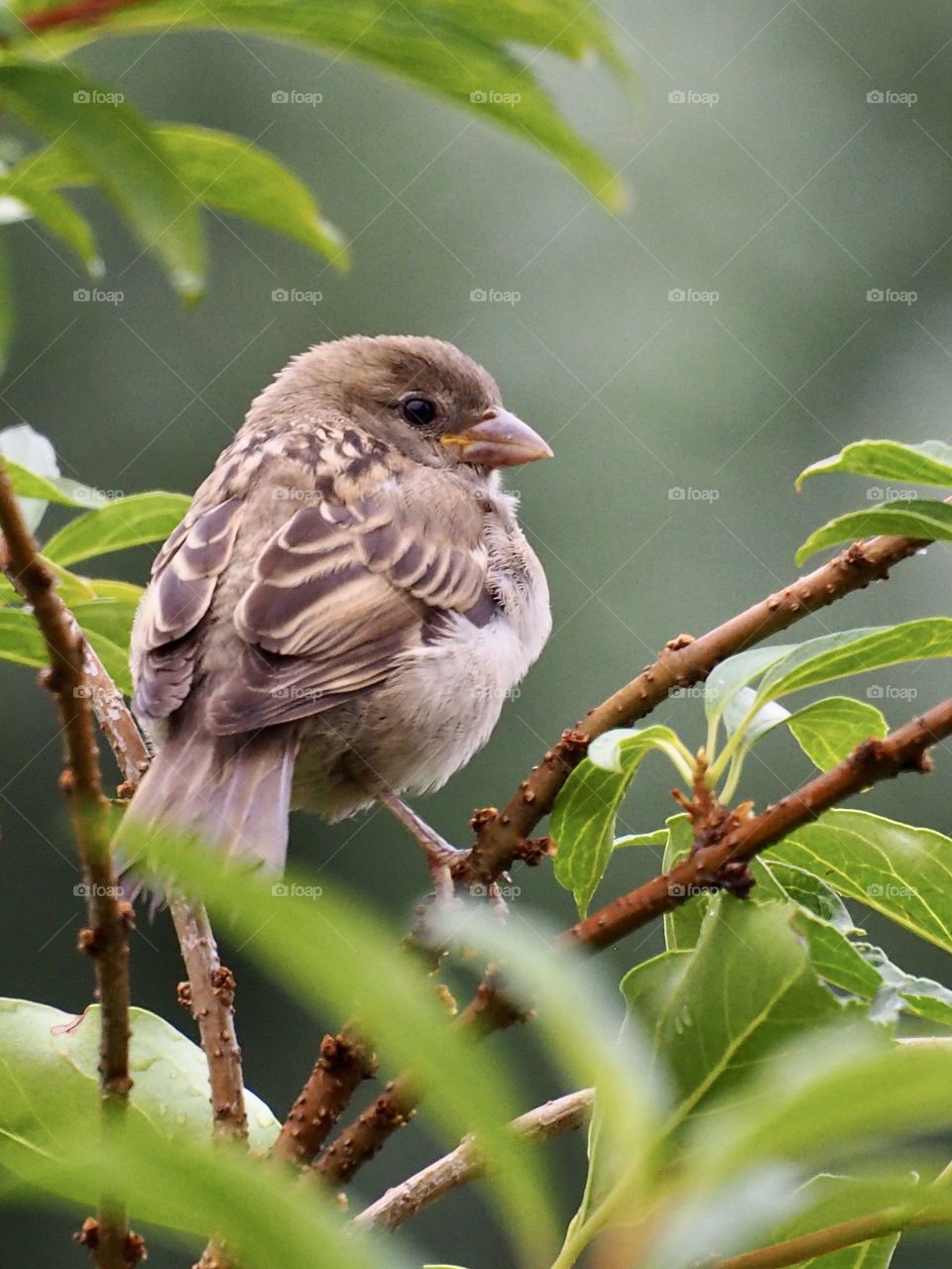 Sparrow
