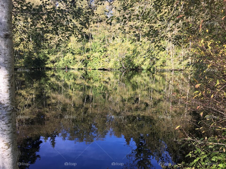 Autum Splendor at Bloedel Reserve 