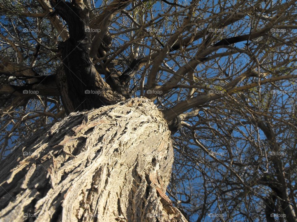 tree