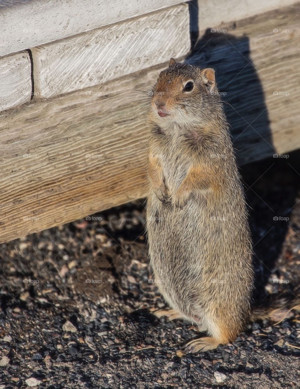 Close-up of a squirrel