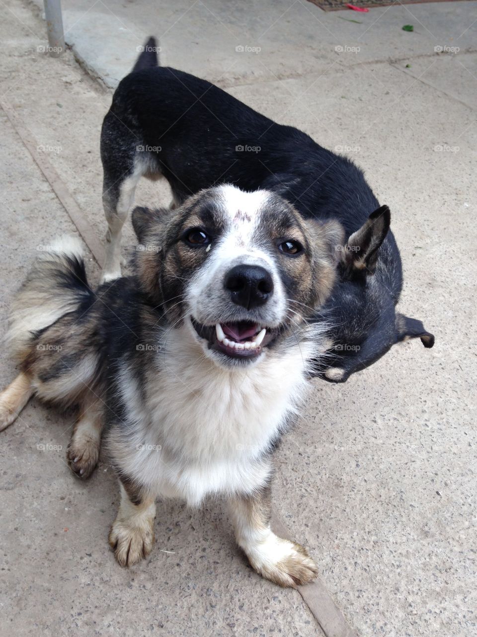 A happy dog and his friend :)