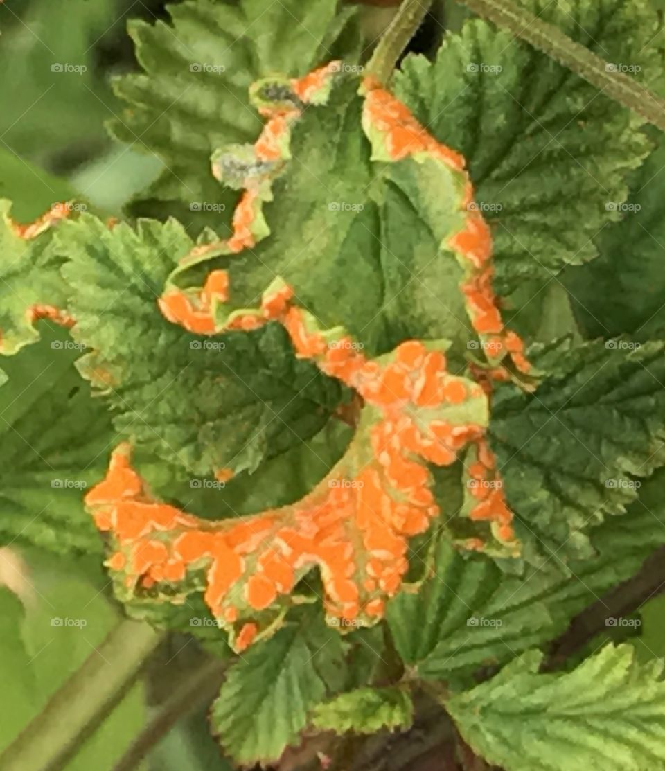 Orange leaf
