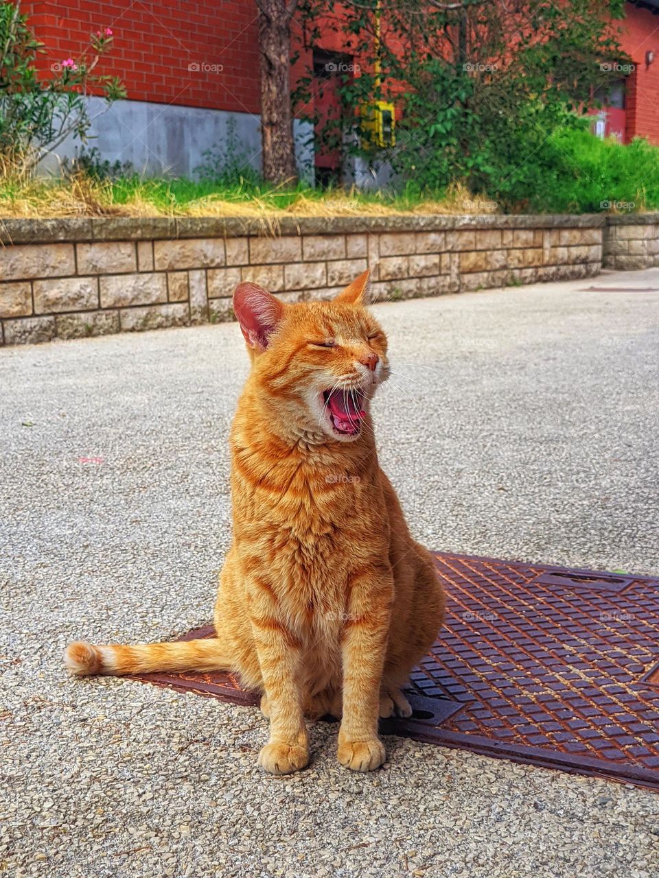 Close up portrait of beautiful redhead cat at city